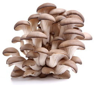 Oyster mushrooms on a white background