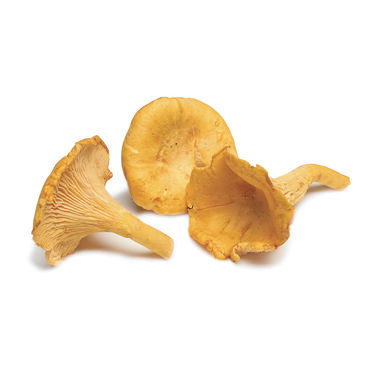 chanterelle