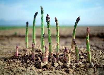 Asparagus